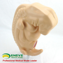 ANATOMY38 ​​(12476) Medical Anatomical Human Four-week Large Embryo Amplification Modelo 12476